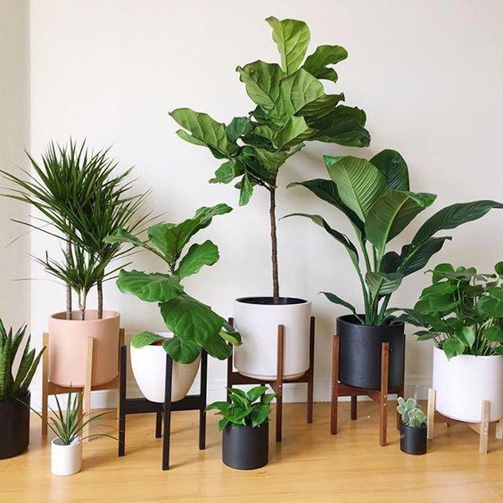4 Loại Cây Cảnh Được Mệnh Danh Là "Thỏi Nam Châm" Hút Tài Lộc Vào Nhà